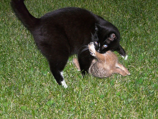 Katten har fngat en hare